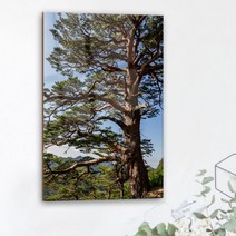 기타 바보사랑[꾸밈]아크릴액자_풍수무병장수의소나무(대형)