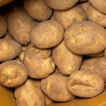 [제주직송] 수미 감자 햇 국내산 제주 5kg 대 특 최상급, 제주 햇 감자 5kg 대