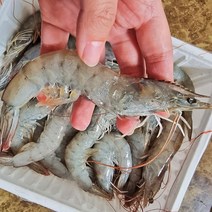 인간극장 6형제육형제 함초소금 200g 신의도 새우밭 흰다리 왕새우 2kg(76-80미)원산지: 상세설명참조