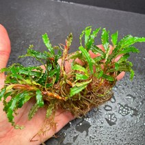 [동일개체 발송상품] 부세파란드라 sp. 카트리네 5-6