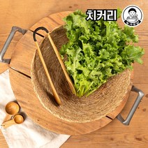 당일작업 국내산 치커리 샐러드 야채 채소, 500g, 1개