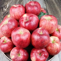 사과선물용부사 청송꿀사과 청송사과유명한곳, 일반 선물용 10kg