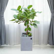 에코플랜트 공기정화식물 개업축하화분 인테리어화분 [서울.경기 평일 당일배송][지방 익일 택배도착]<토요일 오후 일요일 주문건 월요일배송>, 22. 뱅갈고무나무 검정, 1개” class=”wr-img”></a></div>
</p></div>
</p></div>
</p></div>
<div class=