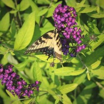 붓들레아(황금)포트묘(4개묶음)/묘목/F1221, 4개