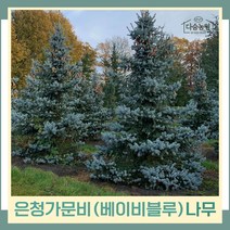 가문비나무 묘목 은청가문비 베이비블루 키1.2m전후 1개