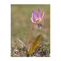 G 얼레지 분홍 씨앗 0.06g (약10립), 상세페이지 참조