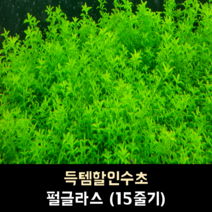 펄글라스 (15줄기)