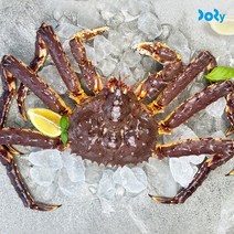 도리마켓 노르웨이 활 레드 킹크랩 2.8~3kg 1마리 -인증