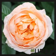 (나무농장) 유럽사계땅장미 아바에드 클뤼니 개화주 화분