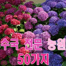 목수국나무 묘목 (개화주) 43종모음 마크로필라 엔들레스썸머 아나벨 수국나무 차수국 산수국 LA드림 수국 묘목 네덜란드 수입 수국꽃 모종, 인크레더블