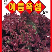 [가람종묘사] 여름뚝섬적상추 씨앗(잎이 진한 자색이고 광택이 있으며 상품성이 우수하고 추대가 안정된 품종)