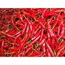 깨끗하게 씻어 건조한 건고추(2021년 수확) / 경남 고성 / 농업인 직접 판매 (철이네 농장) / 햇고추, 3kg(5근)(꼭지제거)