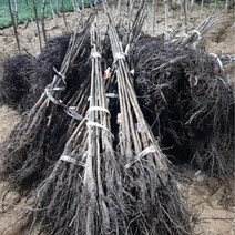 호두나무 2년생 묘목 1주, ＠릴리쿠팡▶ 본상품선택