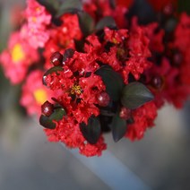 세종식물원 자엽배롱나무 배롱나무 묘목 블랙다이아몬드빨강 백일홍 적색