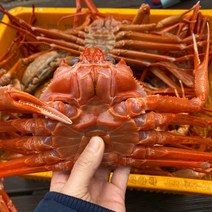 구룡포 박달 연지 홍게 자숙 대게 포항 제철 시세 택배 3kg, 연지 자숙홍게 3kg / 특A급(12마리내외), 1개