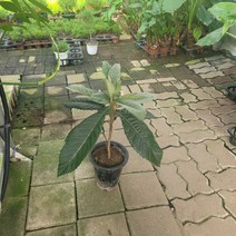 반려식물 비파나무 중대품 약초식물 4070149