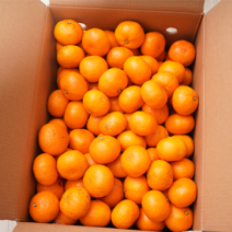 산지직송 제주 서귀포 노지 감귤 고당도 타이벡 귤 중대과 1박스 3kg