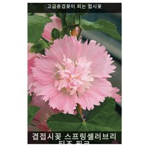 겹접시꽃 스프링셀러브리티즈 핑크 10립/고급종꽃씨/화단용꽃씨/씨앗