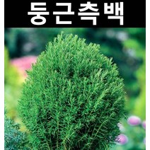 둥근측백(테디) 4치포트 1개/나무 묘목/상록수/조경용