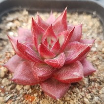 50가지 다육이 [ 취향저격 ], 2번-슈퍼오션