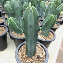 용심목 선인장 늘씬한 예쁜꽃 피는 아프리카 다육식물 82-230, 단품, 1개