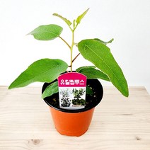 에덴플랜트 레몬 유칼립투스 소품 레몬유칼립투스 허브 비염식물 공기정화 레몬향기 모기퇴치, 1개