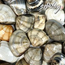 비단조개(민들조개) 1kg, 1개