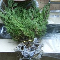 가이즈까향나무 묘목 2년생5주 조경수, 1개