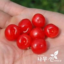 [나무인] 대왕앵두나무 결실주 R3