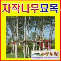 (G소망)백자작(자작나무)묘목(2년생) 7그루