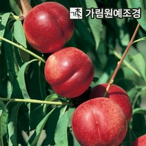 복숭아나무 황도 백도 신비복숭아 월천백도 중생황도 가림원예조경, 신비복숭아(천도+백도) 접목1년 특묘(2개세트)