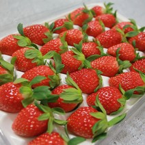 지리산 산청 설향 딸기 하우스 신지식농업인 500g 1kg, 설향딸기(특)1kg