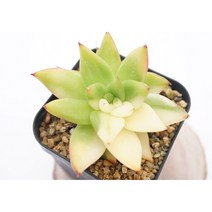 도감마리아금 -0814 아프리카식물 다육식물 미니식물 소형식물 키우기좋은식물 키우기쉬운식물 코노피튬 귀여운식물 리톱스 희귀한식물 테라리움 다육이DIY 에이플랜트