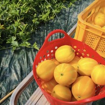 당일발송 못난이 성주 참외 랜덤과, 1개, 4kg(랜덤과)