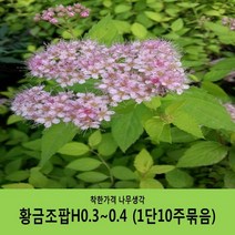 착한가격 나무생각 조팝나무 묶음모음, 삼색조팝H0.3~0.4(30~40cm) 10주