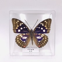 진짜 같은 나비 곤충 표본 투명 아크릴 보관 장식품 24종, C + 기타 정사각형 사이즈개