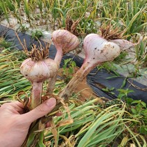 농랑부랑 2023년 첫 수확서산 육쪽마늘 햇마늘 통마늘 저장마늘 한접 반접, 중, 한접(100개)