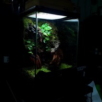 비바리움 엑소테라 팔루다리움 제작 테라리움 미니분경, 1개