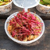 팔루다리움 식물 레시드 컵(9x6cm)/테라리움 비바리움 식물 재료