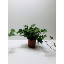 아이비화분