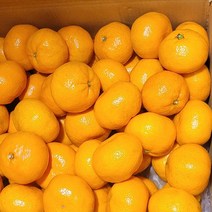 프리자연 제주도 귤 산지직송 프리미엄 특품 고당도 제주 노지 감귤 중대과 3kg 5kg 10kg, 중대과 5kg