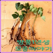 e쉬운새싹채소 모종이야기 방풍 모종 / 식방풍1년생 뿌리모종 주당500원, 30개
