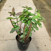 봄바람가든 하니베리 꼼꼼한포장 과실수 유실수