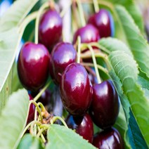 [나무의모든것] 다양한 체리나무묘목 상묘 판매중, 1개, 홍수봉 접목묘 상묘