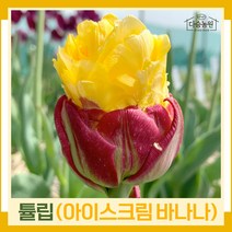 튤립 구근 모종 아이스크림 바나나 2개