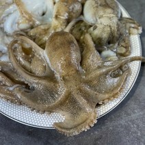 제철 국내산 태안 활주꾸미 생물 1kg, 2kg