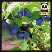 (나무판다) 하니베리 나무 묘목 5치포트, 하니베리 5치포트