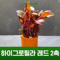 초보 수초 키우기 하이그로필라 레드 2촉, 단품
