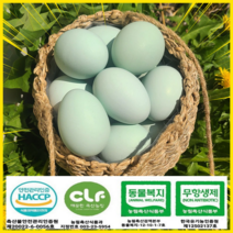 브로노아 협력업체 산란당일발송 유정란 HACCP 청계닭 특란 초란 청란 유정란80구, 42g, 80구