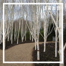 자작나무(잭큐몬티)도렌보스 조직배양묘 키 H1.2~1.5 4치 장포트